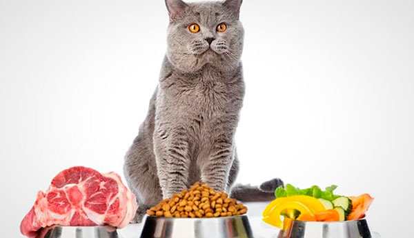 Чем кормить кошку – кормом или натуралкой?